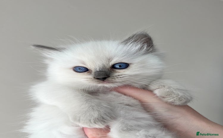 Ragdoll cats for sale - Advert 1