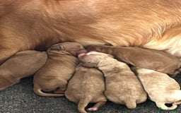 Cockapoo dogs for sale: 7 beautiful cockapoos  - Image 14