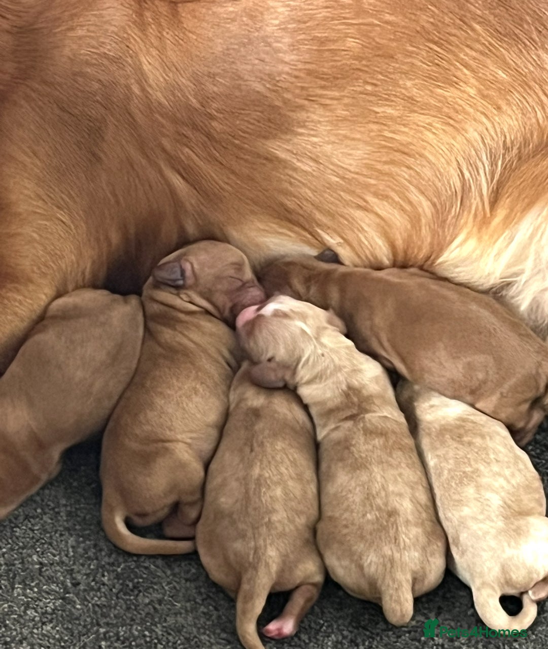 Cockapoo dogs for sale: 7 beautiful cockapoos  - Image 14