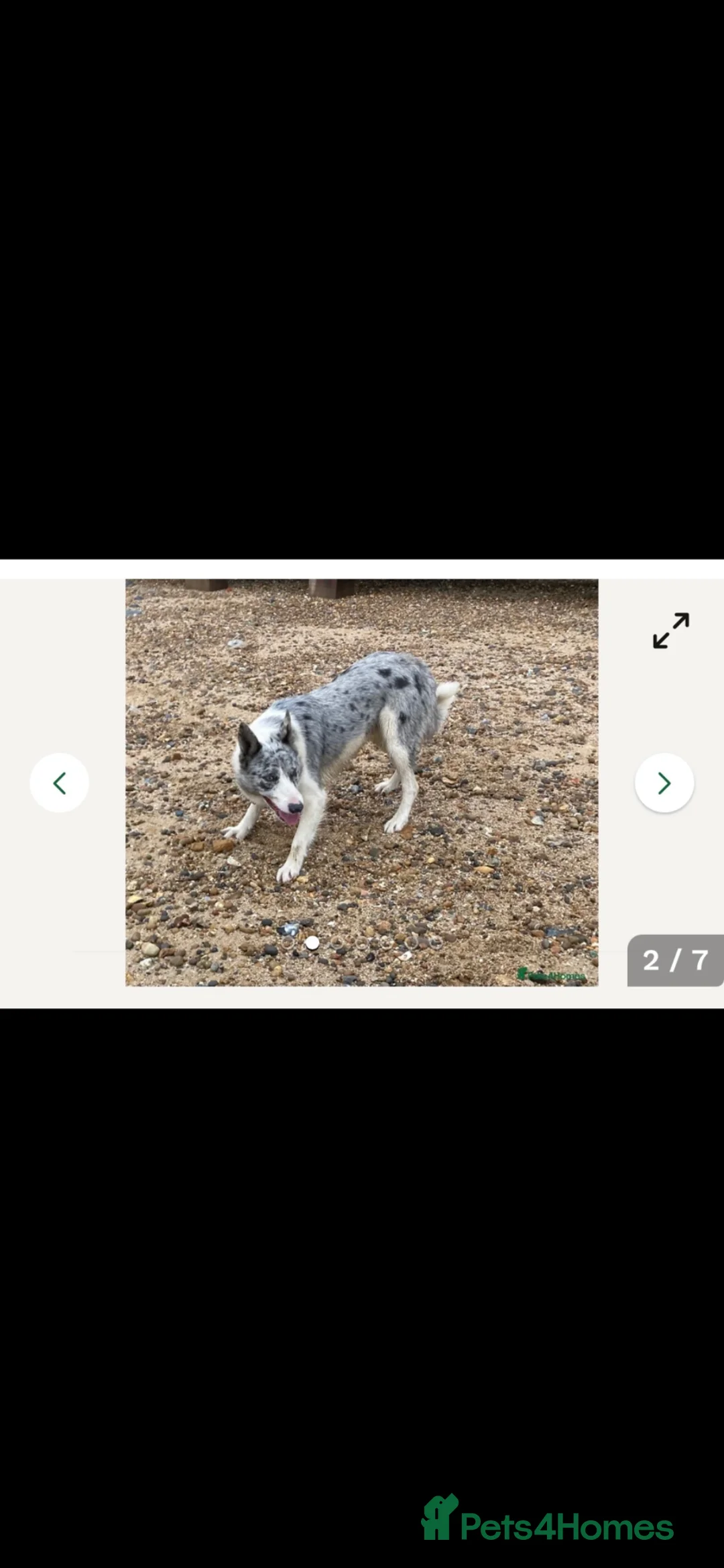 Border Collie dogs for sale: Outstanding Border Collie puppy’s  - Advert 2