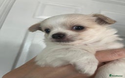Chihuahua dogs for sale: Two beautiful Chihuahua Puppies  - Image 4