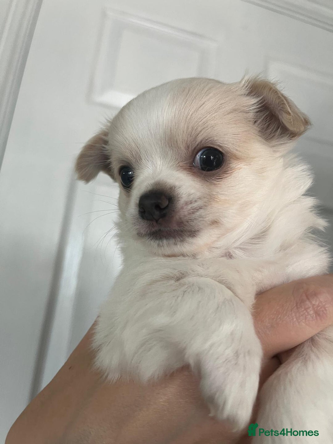 Chihuahua dogs for sale: Two beautiful Chihuahua Puppies  - Image 4
