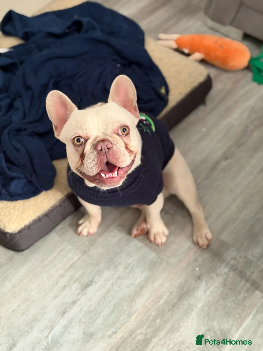 French Bulldog dogs for sale: Platinum French Bulldog - Advert 3