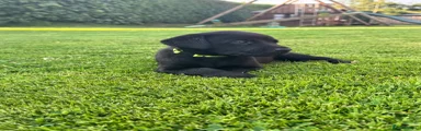 Green collar boy