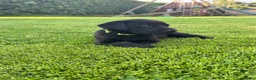 Labrador Retriever dogs for sale: Gorgeous Working Labrador Pups in Crewkerne - Advert 8