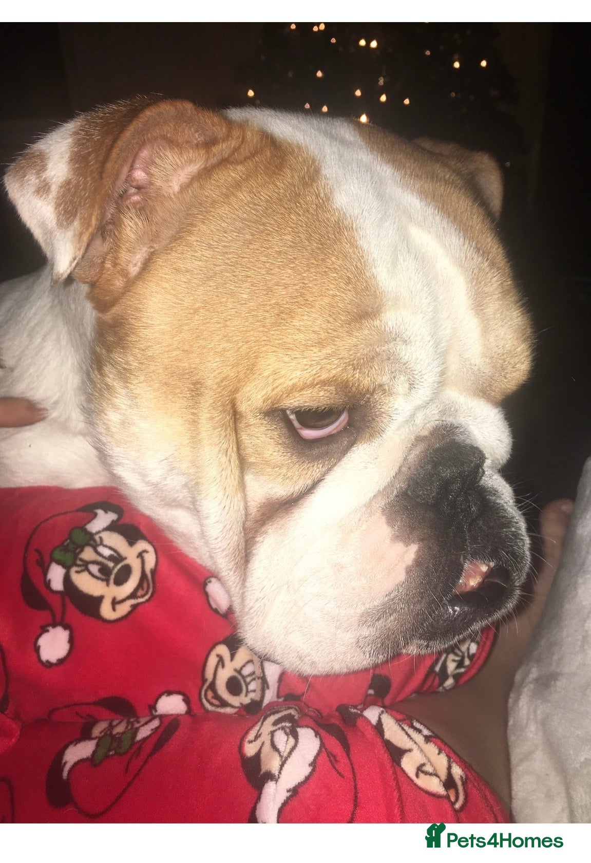 English Bulldog dogs English bulldog - Advert 9