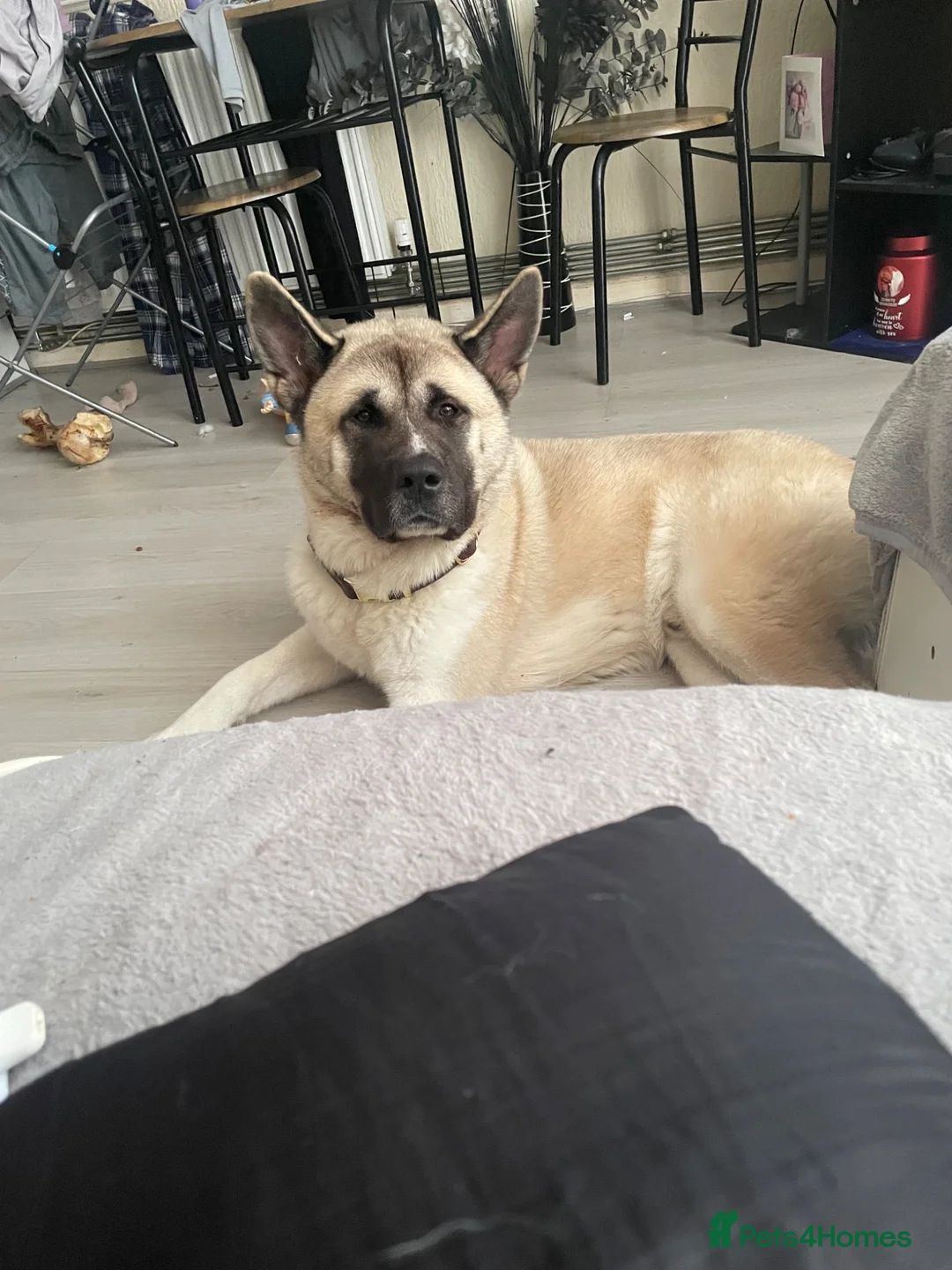 Akita dogs for sale: Akita  in Washington - Advert 6