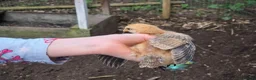 Chickens poultry for sale: Fertile Micro Serama hatching eggs - Advert 13