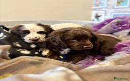 Cocker Spaniel dogs for sale: One liver and white male available  - Image 2