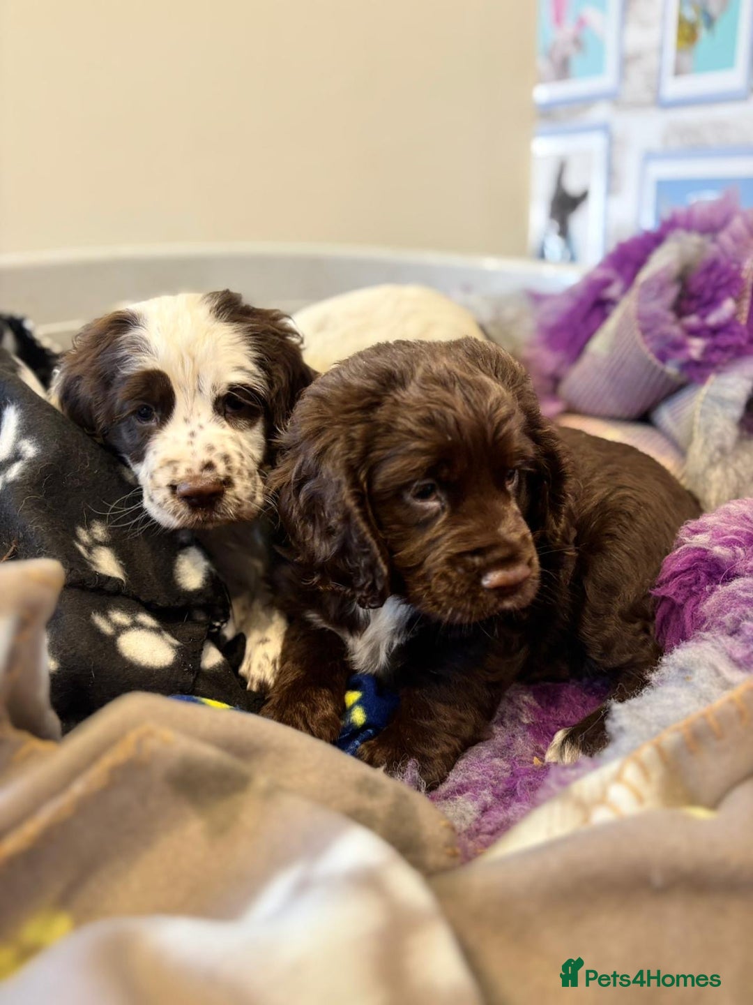 Cocker Spaniel dogs for sale: One liver and white male available  - Image 2