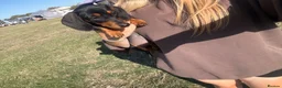 Dachshund dogs for sale: Female dachshund puppy  - Advert 2