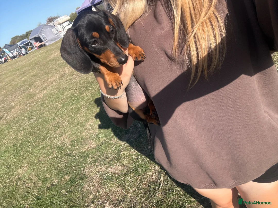 Dachshund dogs for sale: Female dachshund puppy  - Advert 2