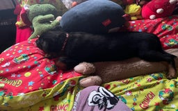 Rottweiler dogs for sale: Gorgeous Male Rotty Pup for Sale! Ready to Leave - Advert 7