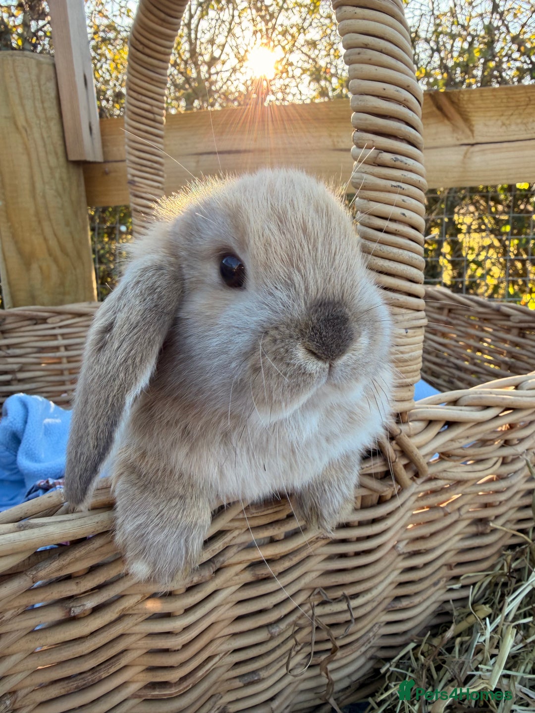 Mini Lop rabbits for sale: Mini Lop bunnies  - Advert 35