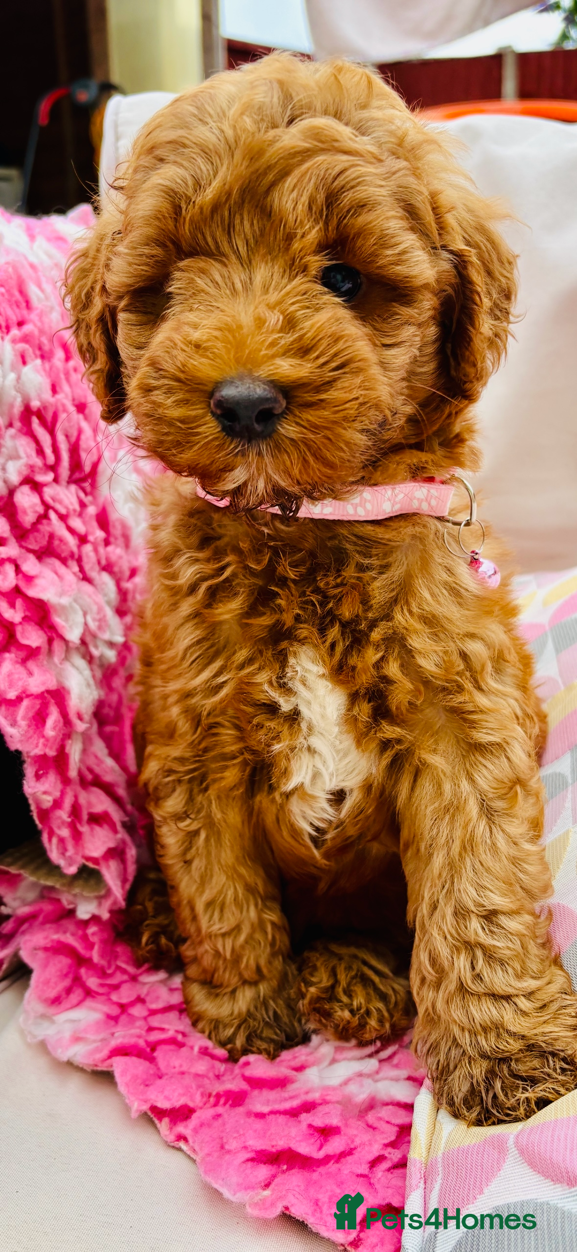 Goldendoodle dogs Beautiful goldendoodles  - Advert 2