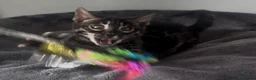 Bengal cats for sale: Exceptional kittens in silver, brown and charcoal - Advert 11