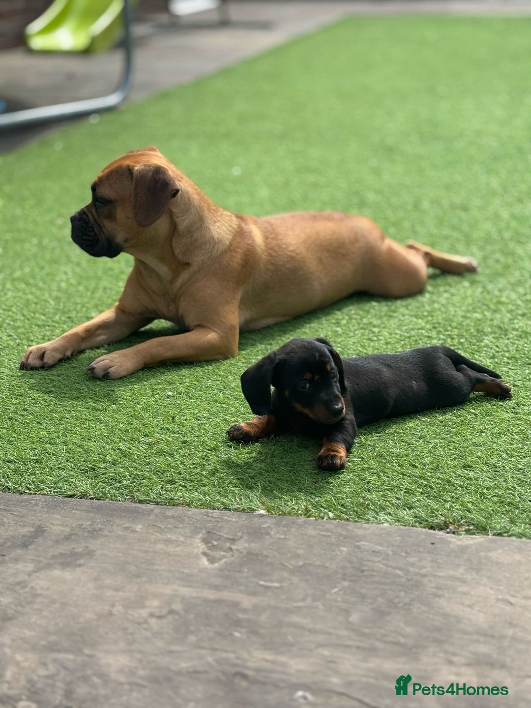 Mixed Breed dogs for sale: Beautiful French bulldog cross  - Image 4
