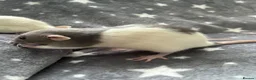 Rat rodents for sale: Older Dumbo Rats 5+months Male and Female  - Advert 11