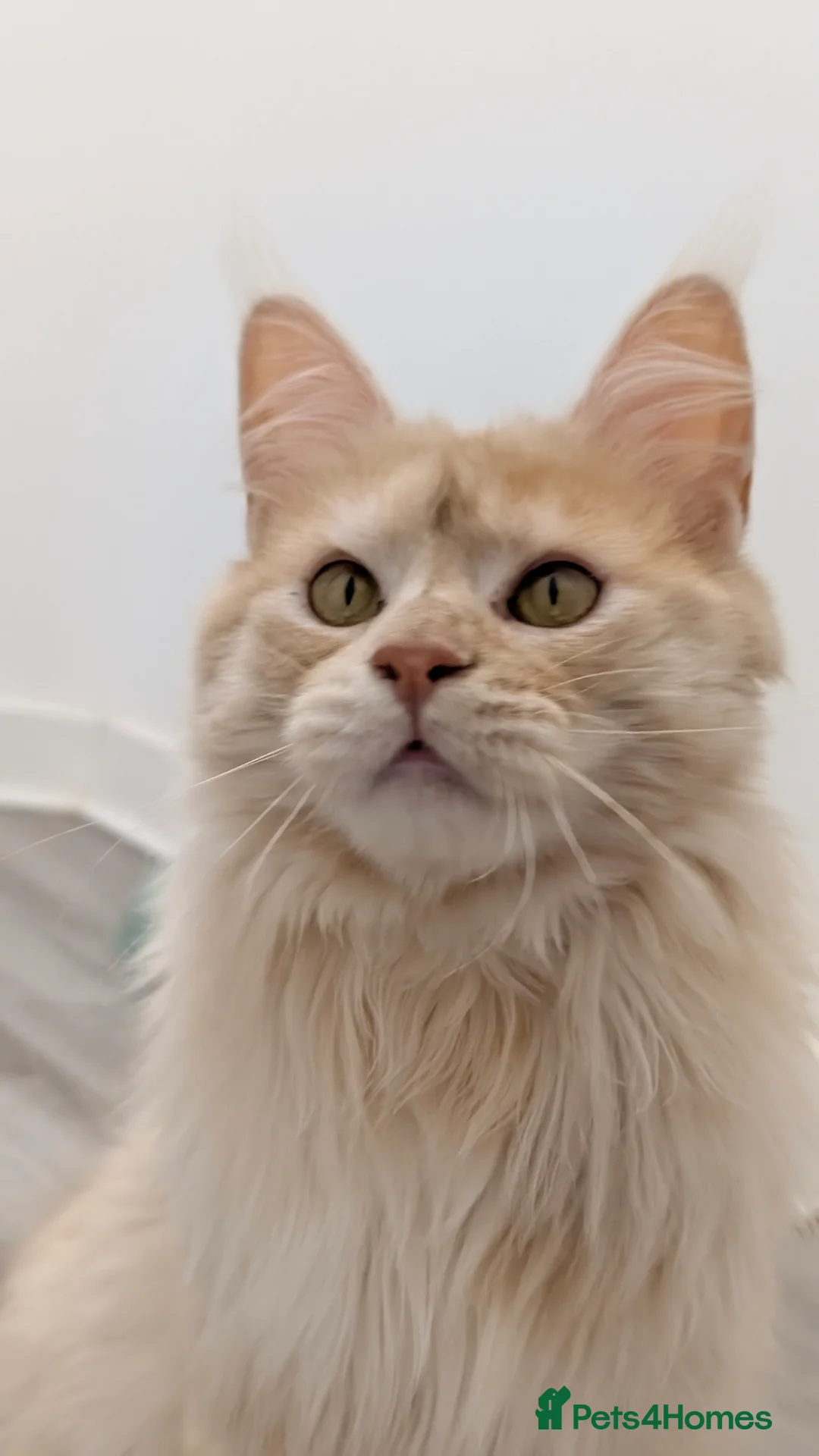 Maine Coon cats for sale: 66/66 TICA Champ Line Maine Coon Polydactyl Stud  - Advert 2