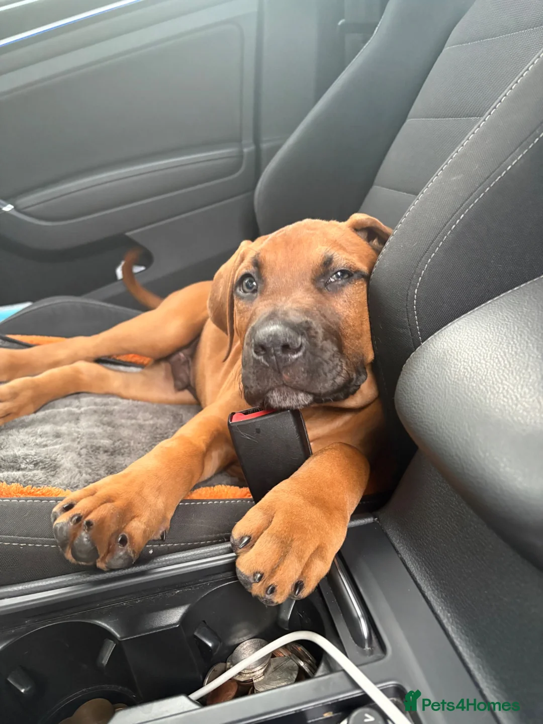 Mixed Breed dogs for sale: Male 11 week old cane corso x presa  in Loughborough - Advert 7