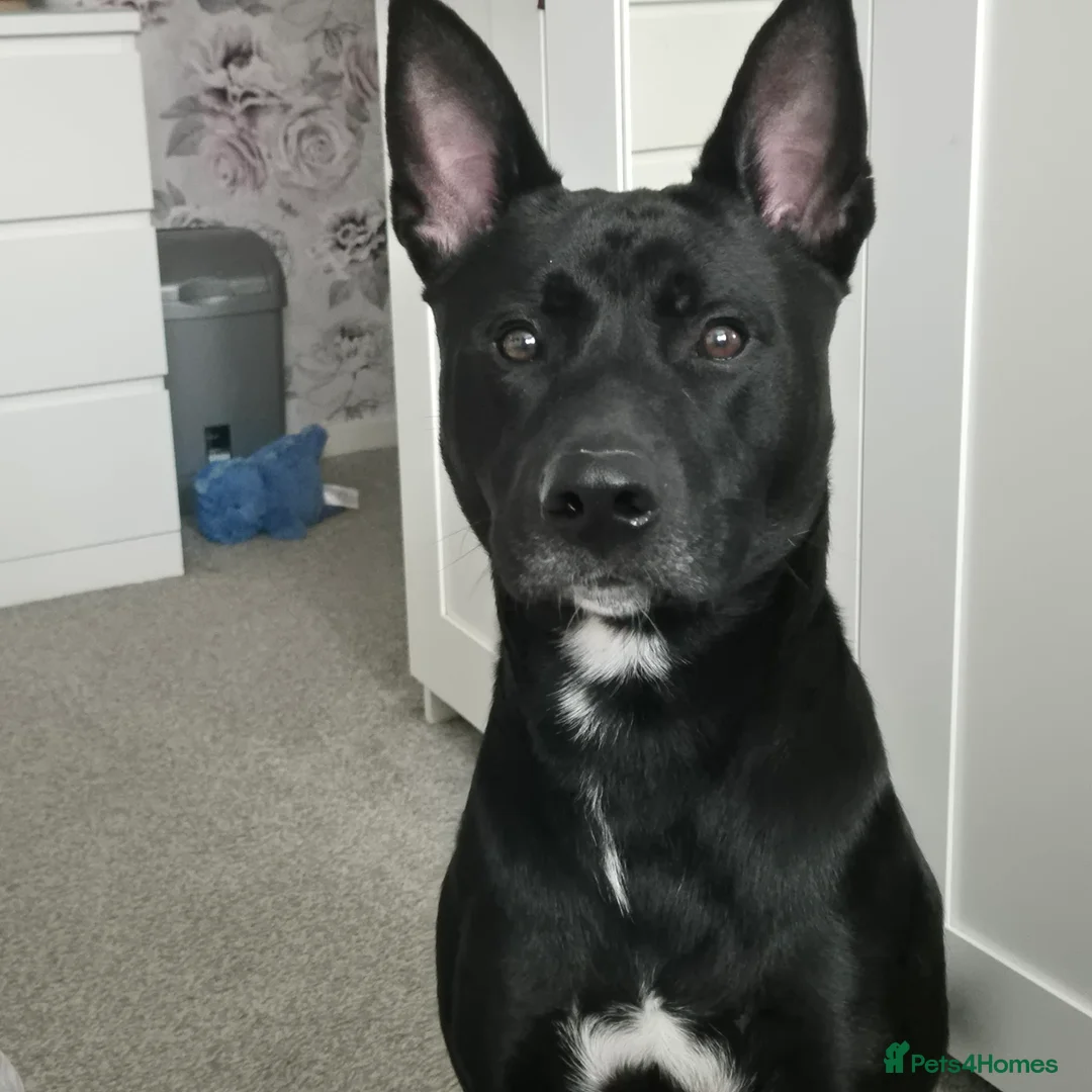 Mixed Breed dogs for sale: Storm in Bedford - Advert 2