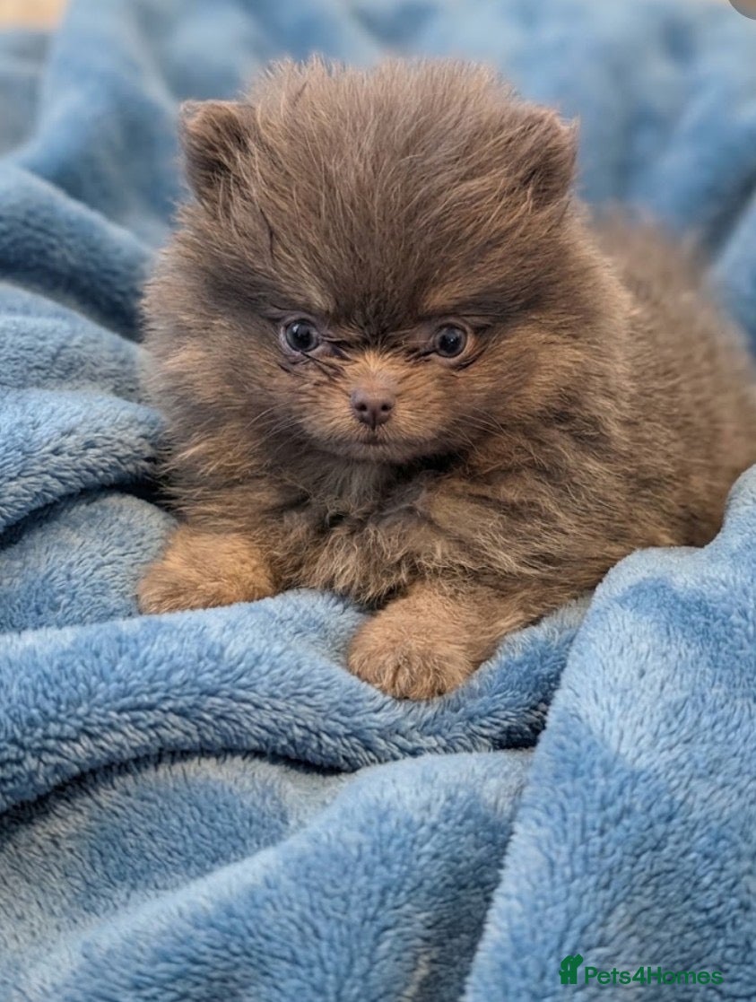 Pomeranian dogs for sale: Stunning little Pom pups  - Advert 1