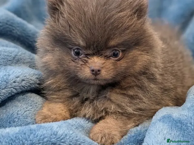 Pomeranian dogs for sale: Stunning little Pom pups - Advert 1