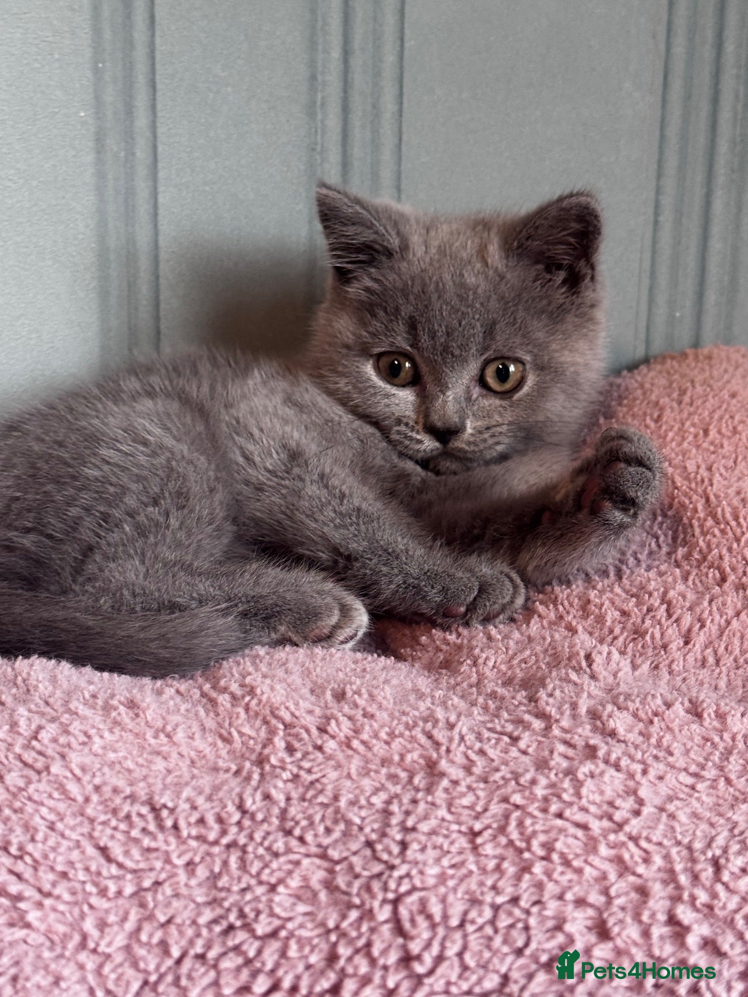 British Shorthair cats stunning affectionate Kittens available - Advert 1