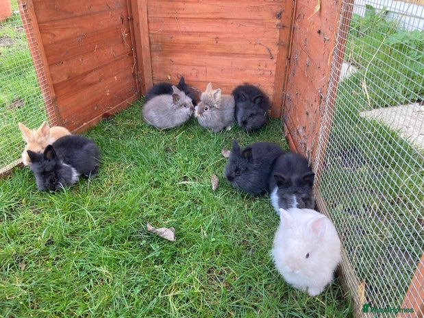 Lionhead rabbits 9 lionhead babies - Advert 1