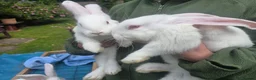 Continental Giant rabbits for sale: Baby giant rabbits - Advert 4