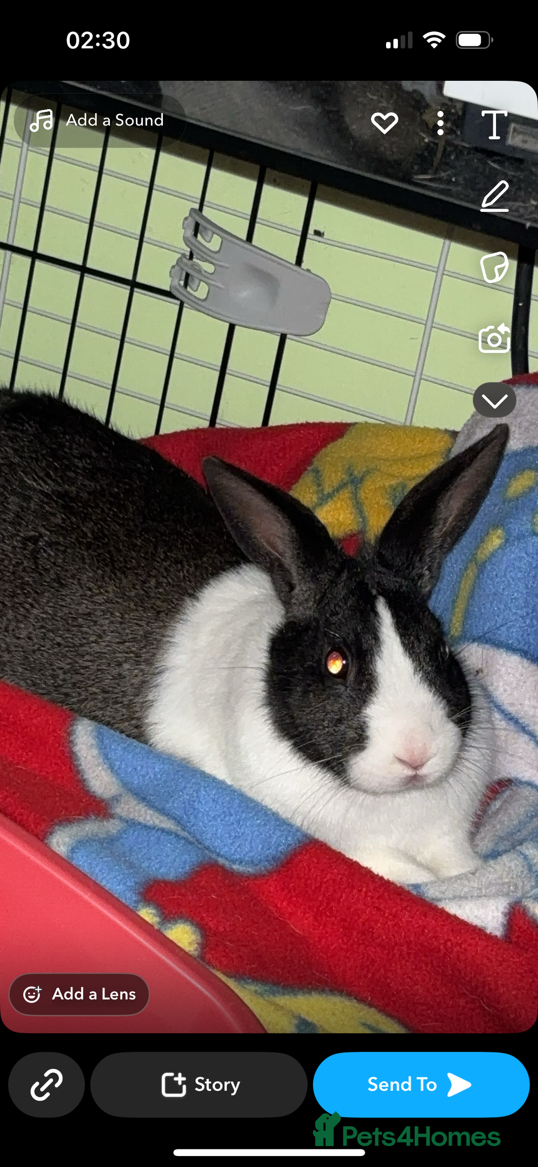 Mini Lop rabbits for sale: Lola&niglet  - Advert 4