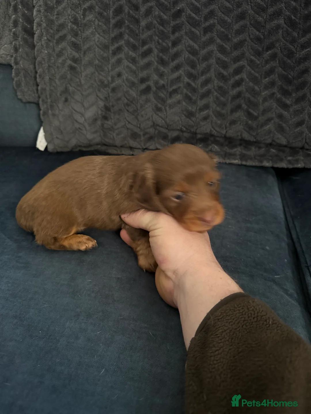 Miniature Dachshund dogs for sale: Miniature dachshund puppies!  - Advert 11