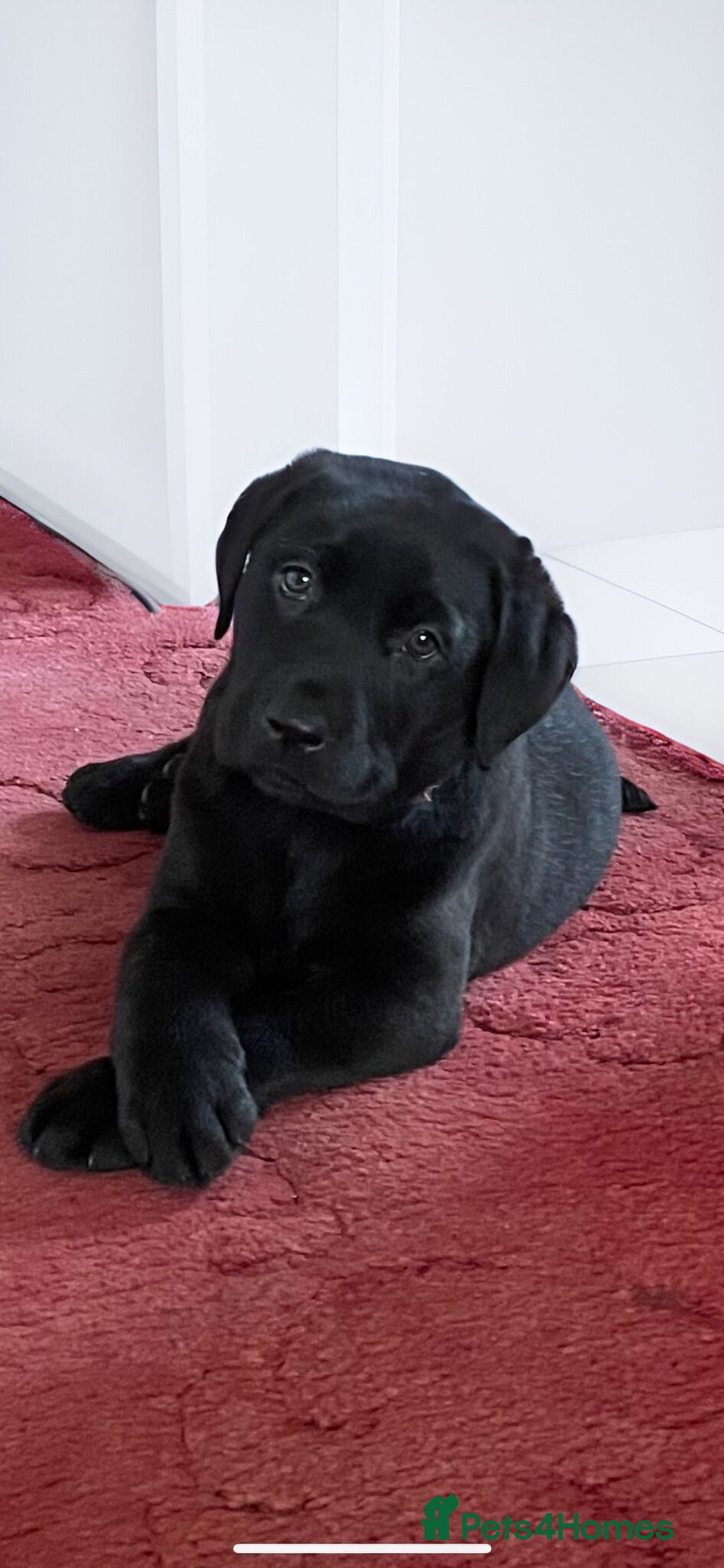 Labrador Retriever dogs for stud: Kenzduo Blackout (Tyson) - Advert 3