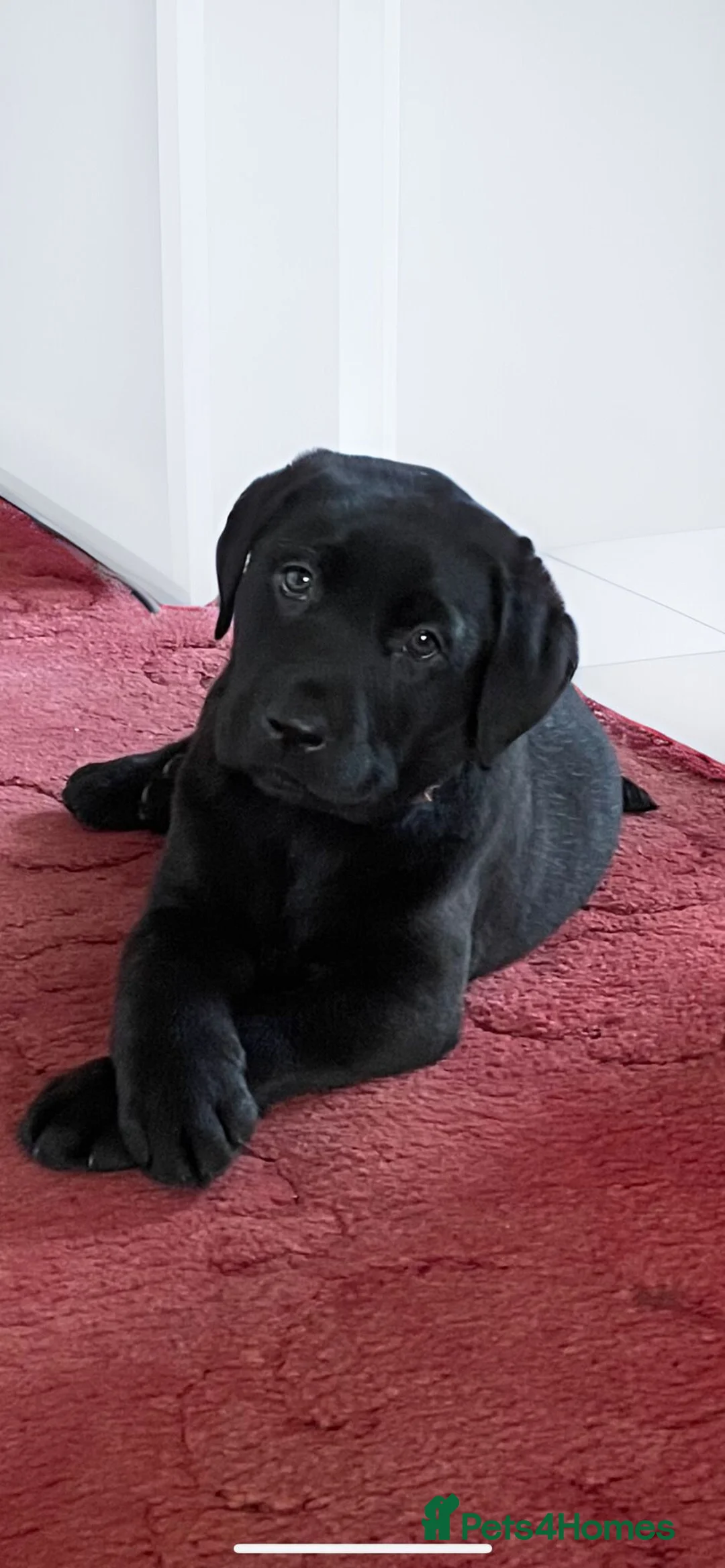 Labrador Retriever dogs for stud: Kenzduo Blackout (Tyson) - Advert 3