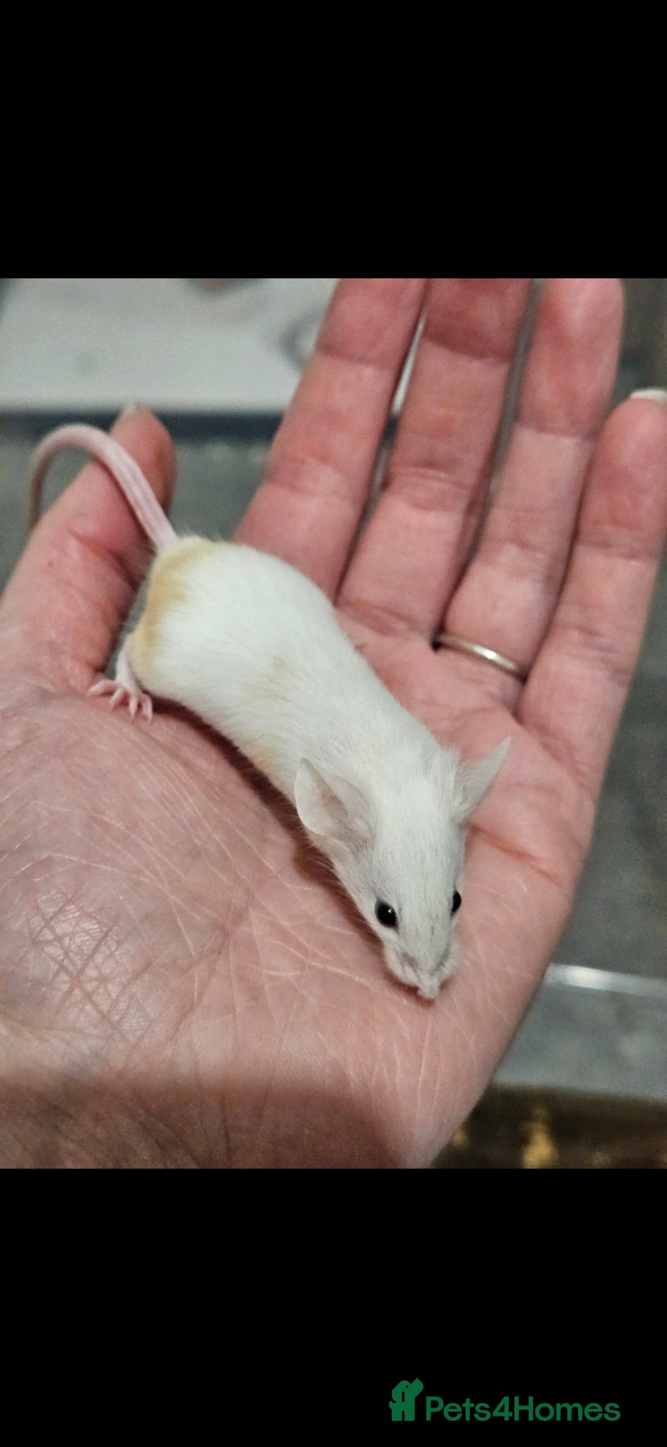 Mouse rodents Fancy Mice  - Advert 1