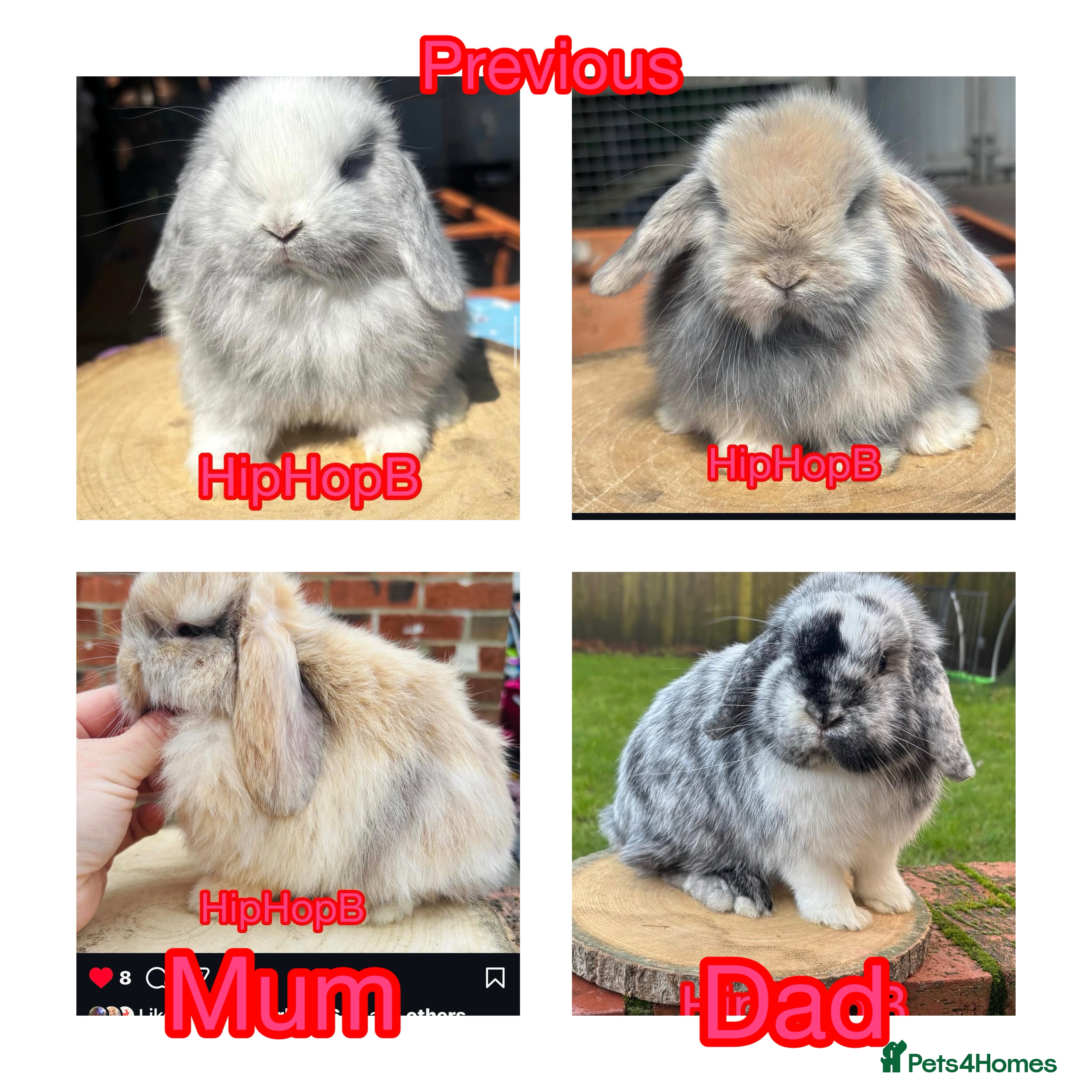 Mini Lop rabbits PURE BRED pedigreed mini lops  - Advert 12