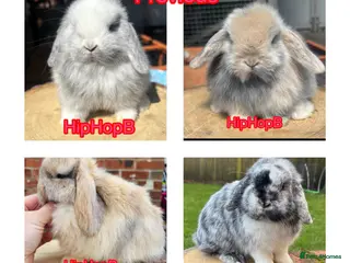Mini Lop rabbits PURE BRED pedigreed mini lops - Advert 12