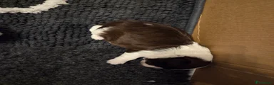 Shih Tzu 3