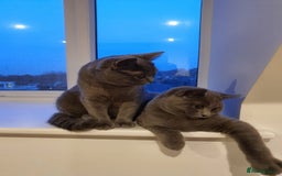 British Shorthair cats for sale: BSH GCCf kittens 1 male 1 female - Image 7