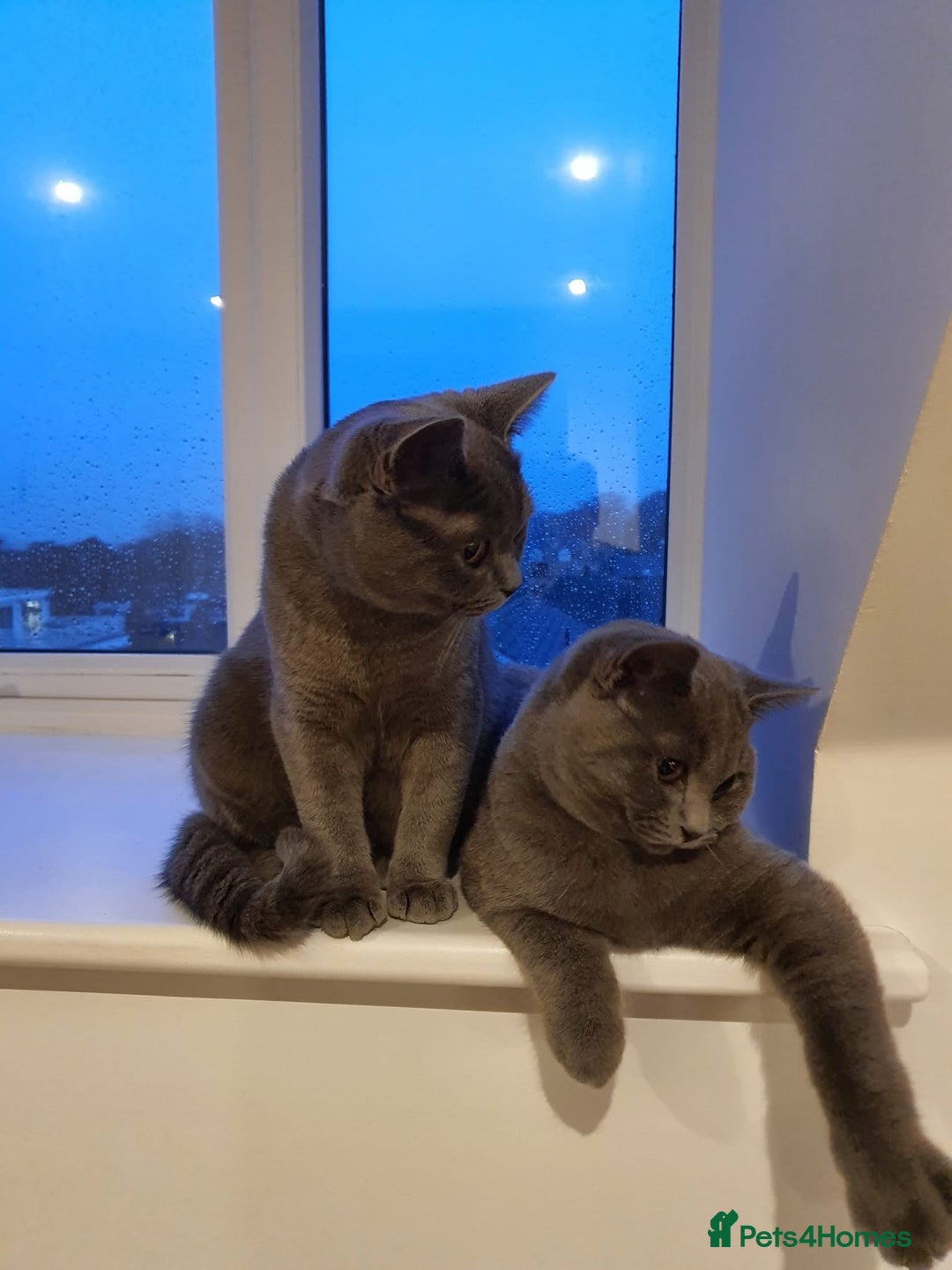British Shorthair cats for sale: BSH GCCf kittens 1 male 1 female - Image 7