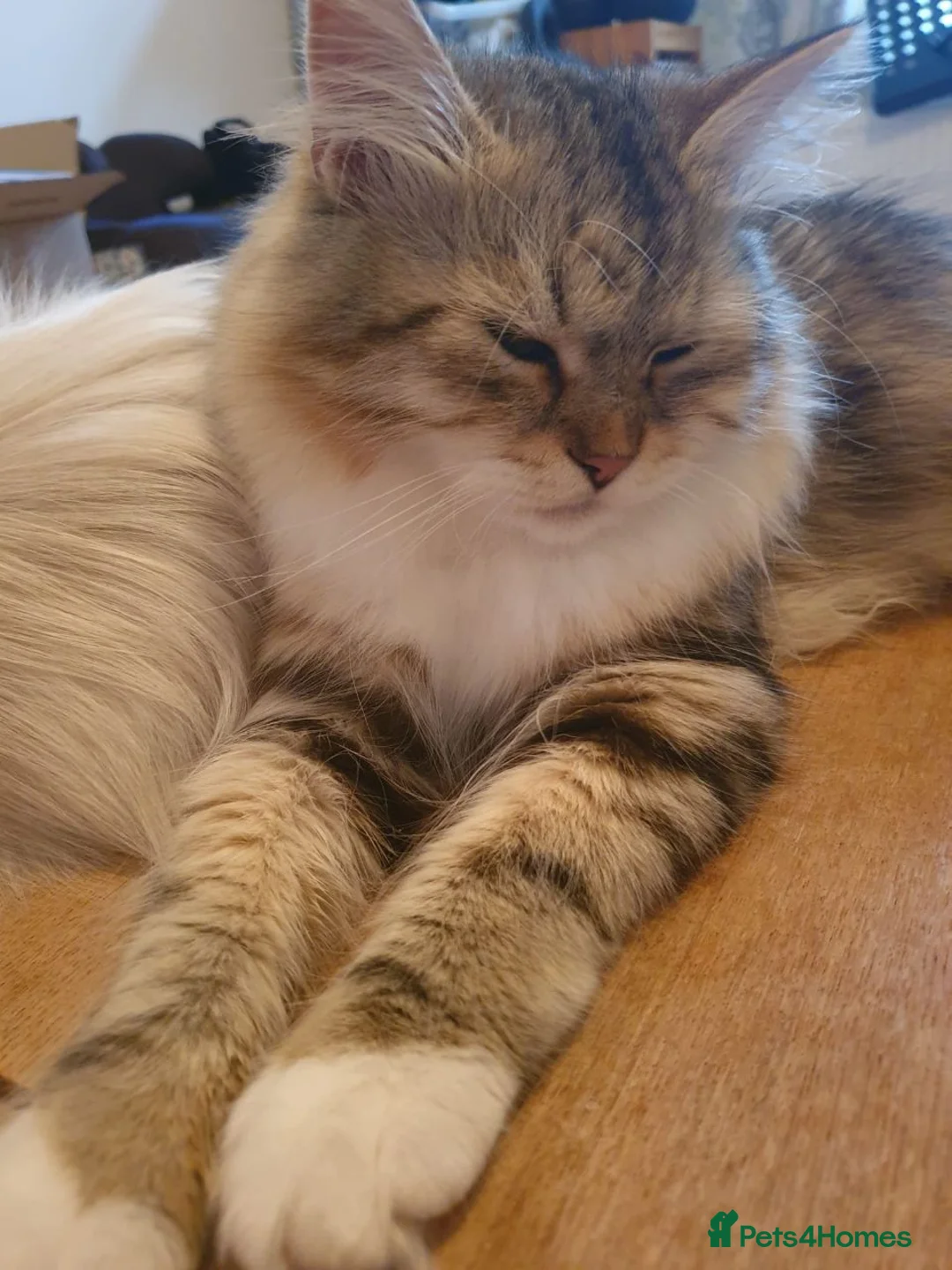 Siberian cats for stud: Purebred Siberian Cat Stud VIP service in Wembley - Advert 7