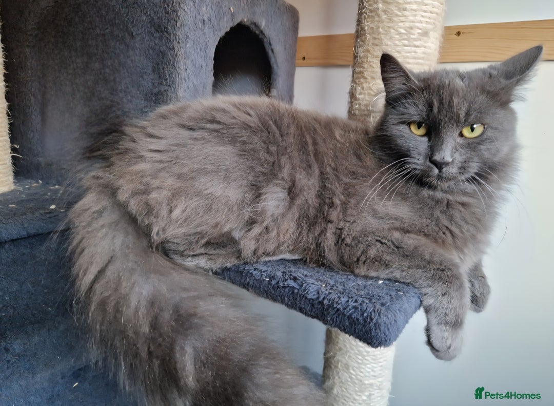 Russian Blue cats for sale: Longhaired Russian Blue Female - Image 3