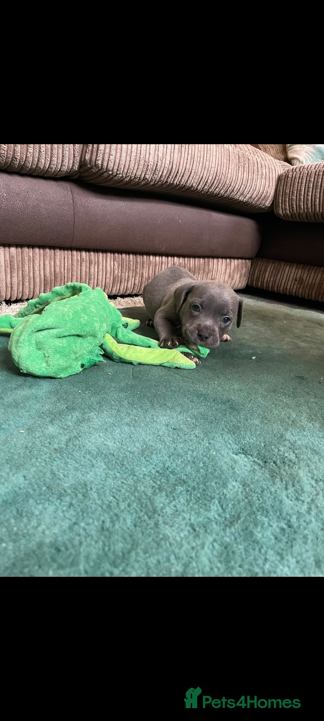 Staffordshire Bull Terrier dogs KC REGISTERED BEAURIFUL BLUE STAFFS - Advert 2