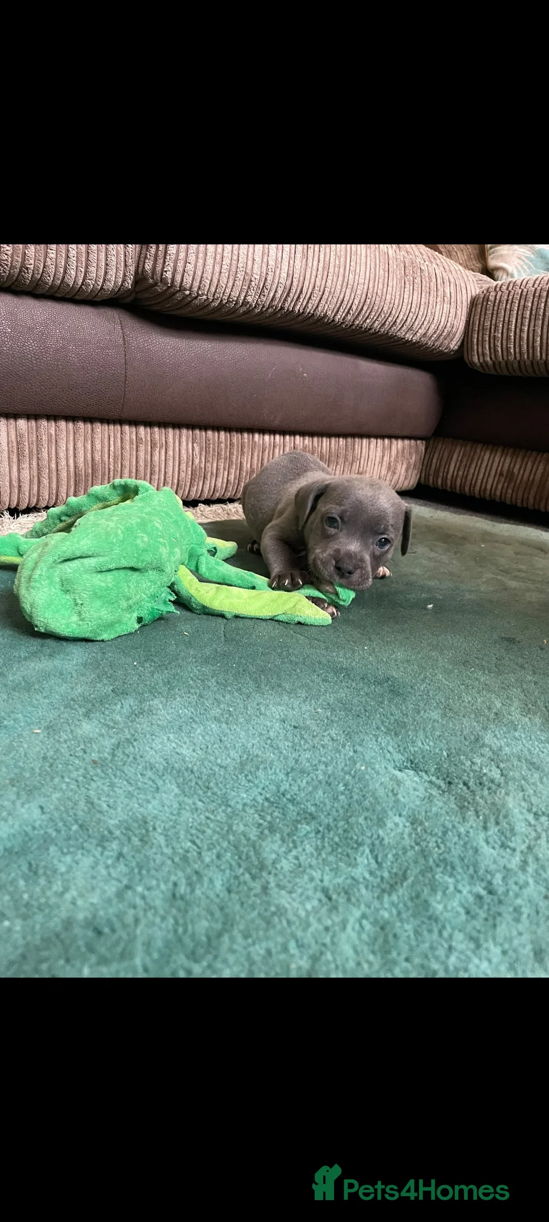 Staffordshire Bull Terrier dogs for sale: KC REGISTERED BEAURIFUL BLUE STAFFS in Nuneaton - Advert 2