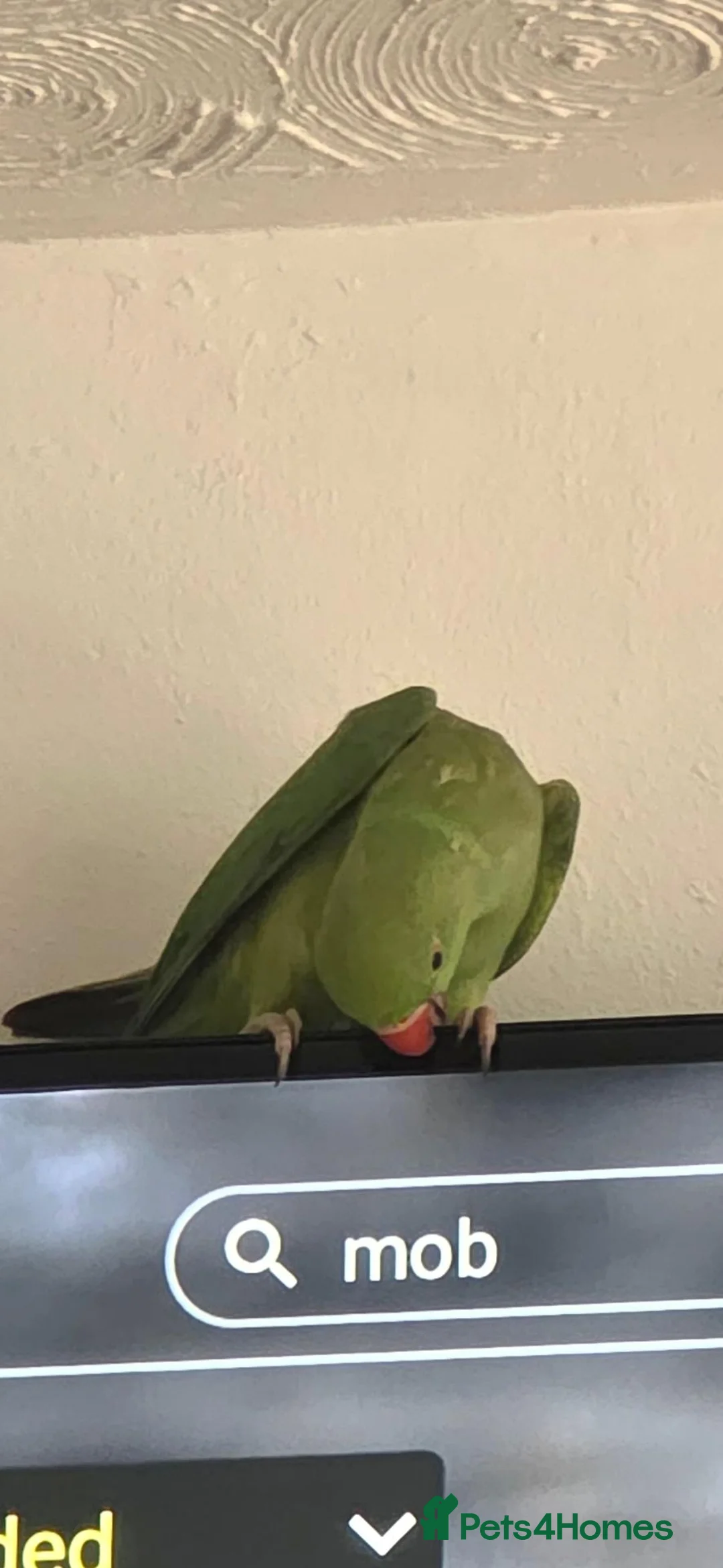 Ringnecks birds for sale: Ringneck  in Gillingham - Advert 2