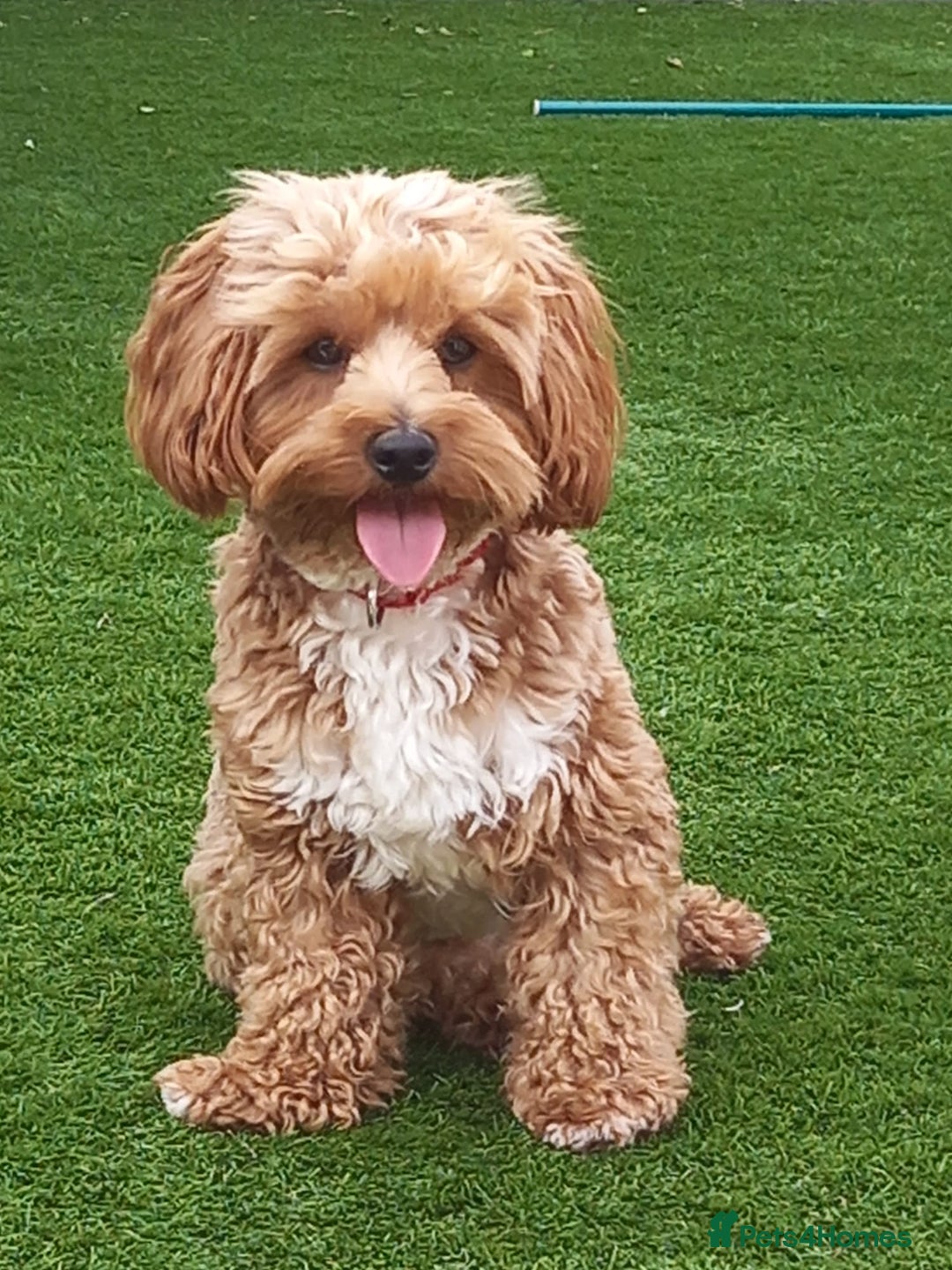 Maltipoo dogs for sale: Lady's litter  - Advert 8