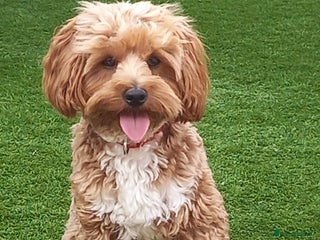 Maltipoo dogs Lady's litter - Advert 5