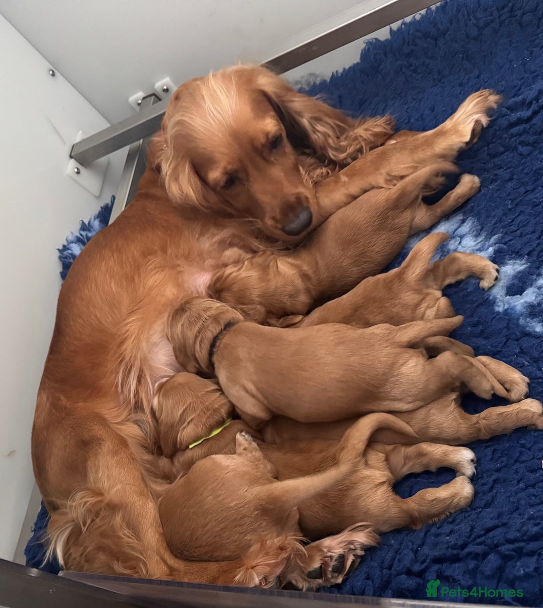 Cocker Spaniel dogs for sale: Show type cocker spaniels - Advert 9