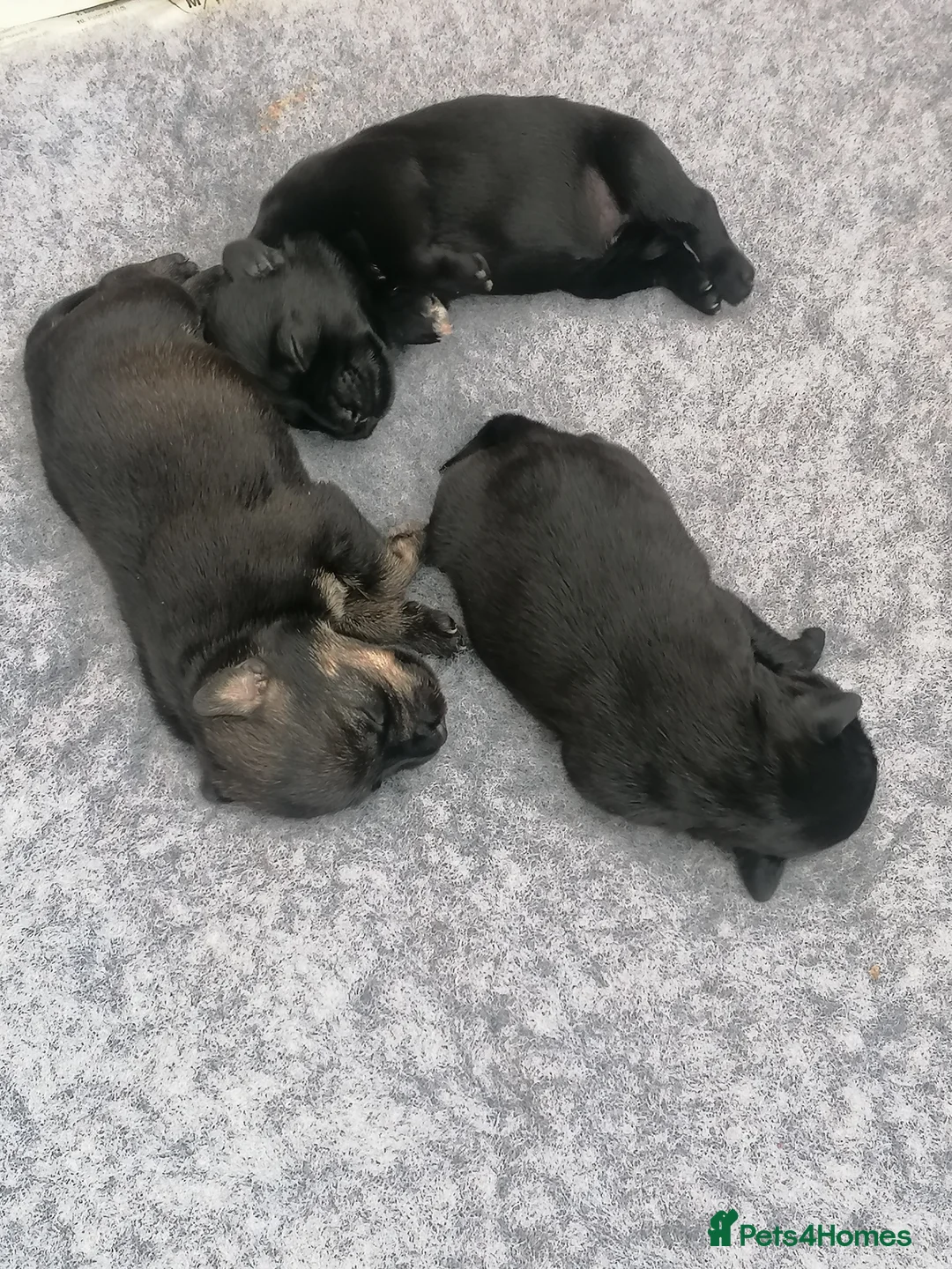 Miniature Schnauzer dogs for sale: Miniature schnauzer puppies - Advert 3