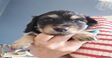 Miniature Dachshund dogs - Advert 4
